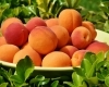 Праздничный фестиваль абрикосов на Иссык-Куле