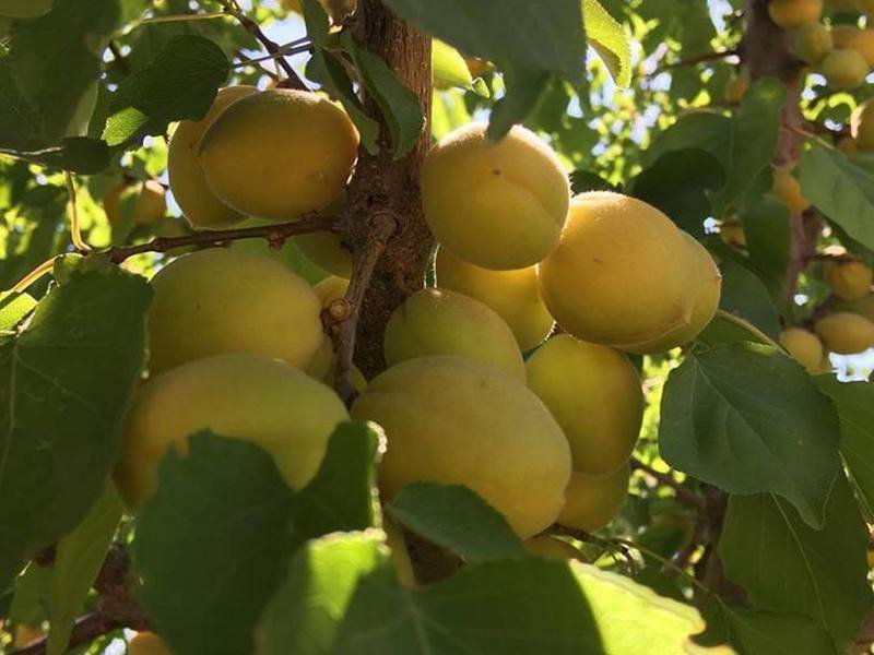 Иссык-Кульские абрикосы